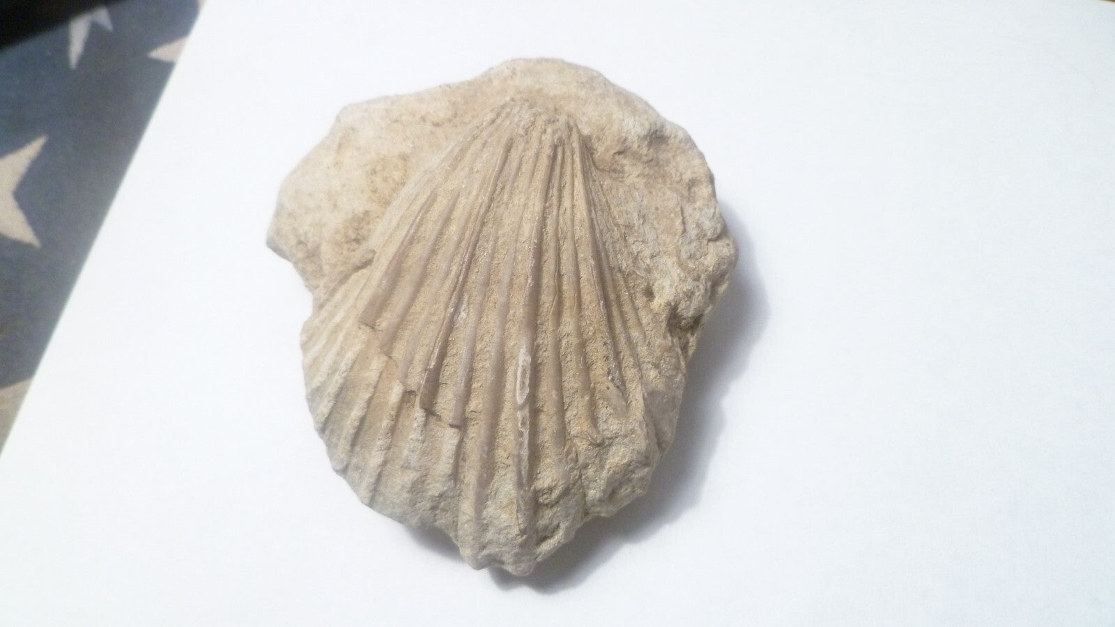 2.75" Clam Fossil South Dakota