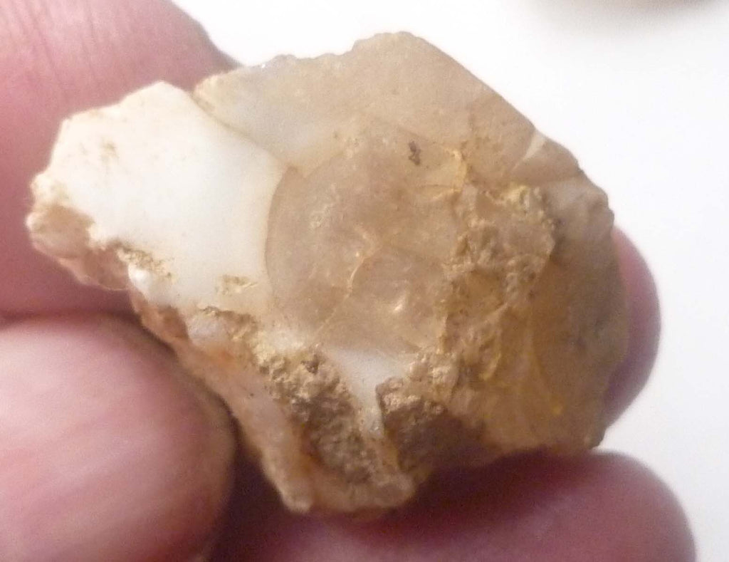 2 Virgin Valley Opal Petrified Wood Specimens Nevada