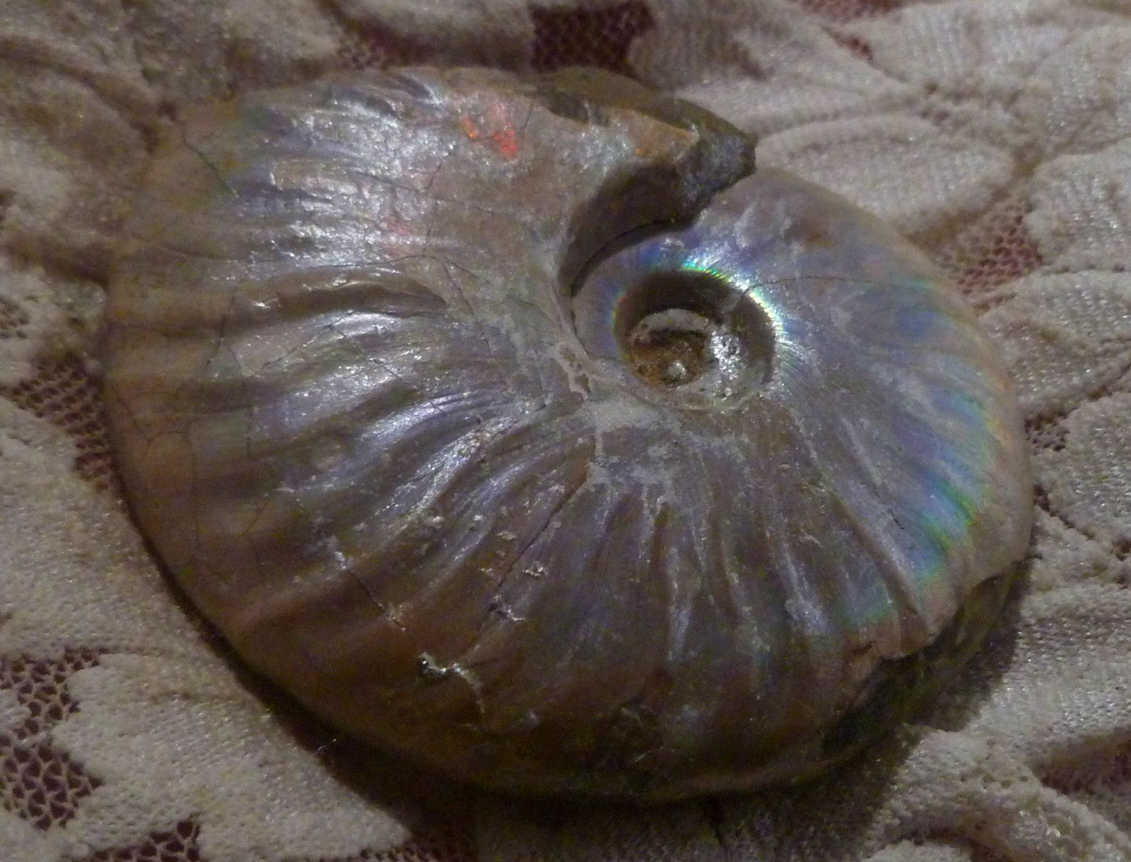 61mm SILVER Iridescent AMMONITE FOSSIL Opalized 100 million Years Madagascar