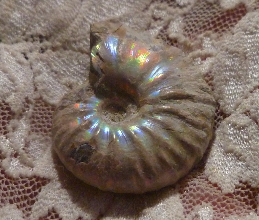 34mm Iridescent AMMONITE FOSSIL Opalized 100 million Years Madagascar
