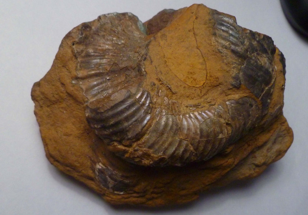 Rare Iridescent Didymoceras Ammonite Fossil South Dakota Cretaceous