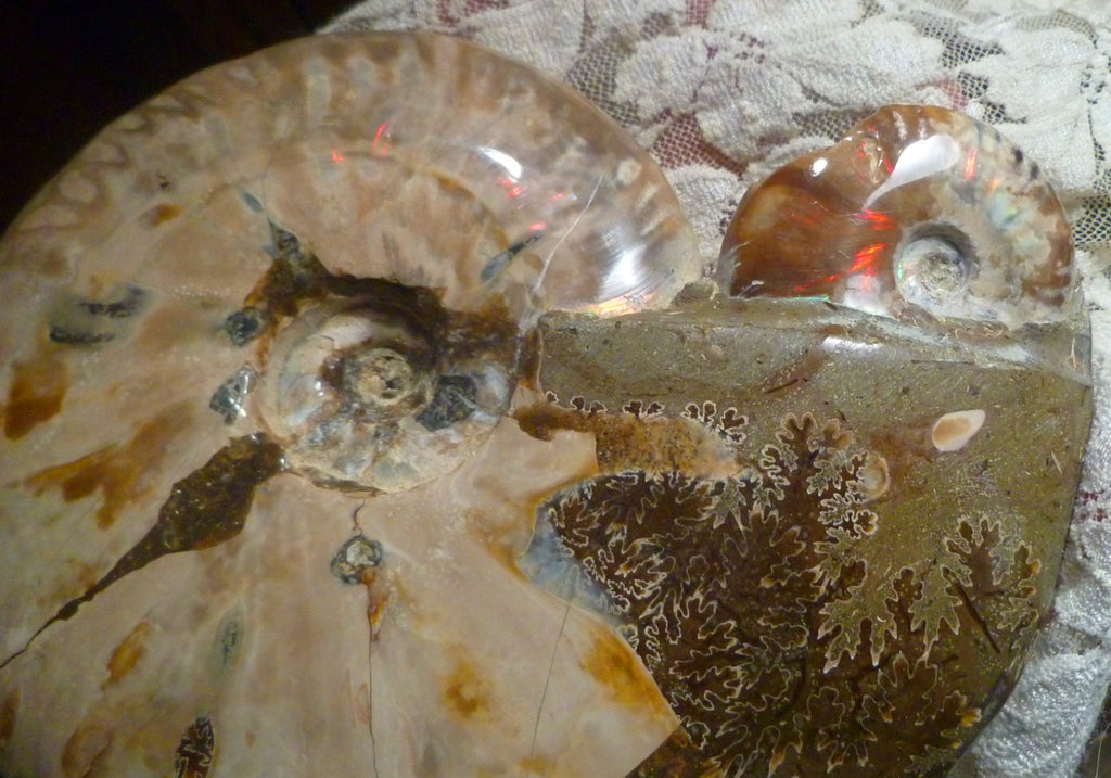 6" Polished AMMONITE FOSSIL W/Smaller in the End 100 MYO Madagascar OLD STOCK