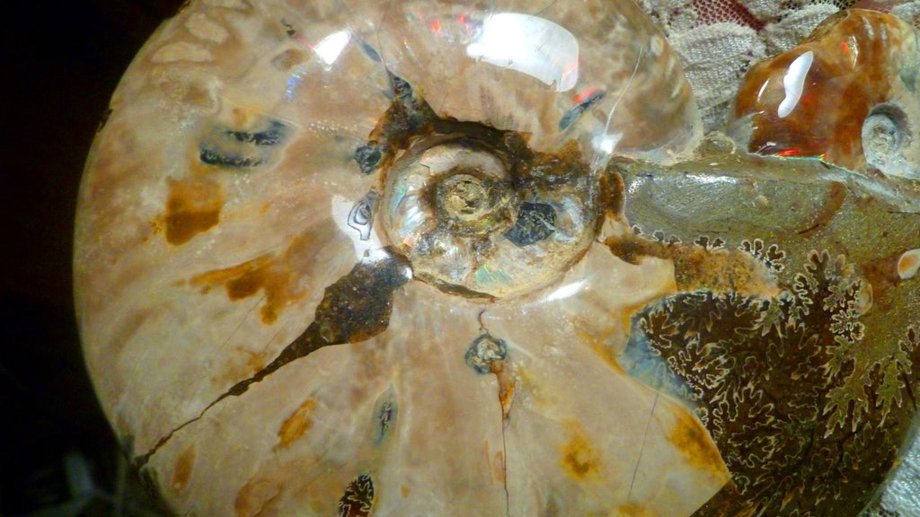 6" Polished AMMONITE FOSSIL W/Smaller in the End 100 MYO Madagascar OLD STOCK