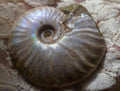61mm SILVER Iridescent AMMONITE FOSSIL Opalized 100 million Years Madagascar