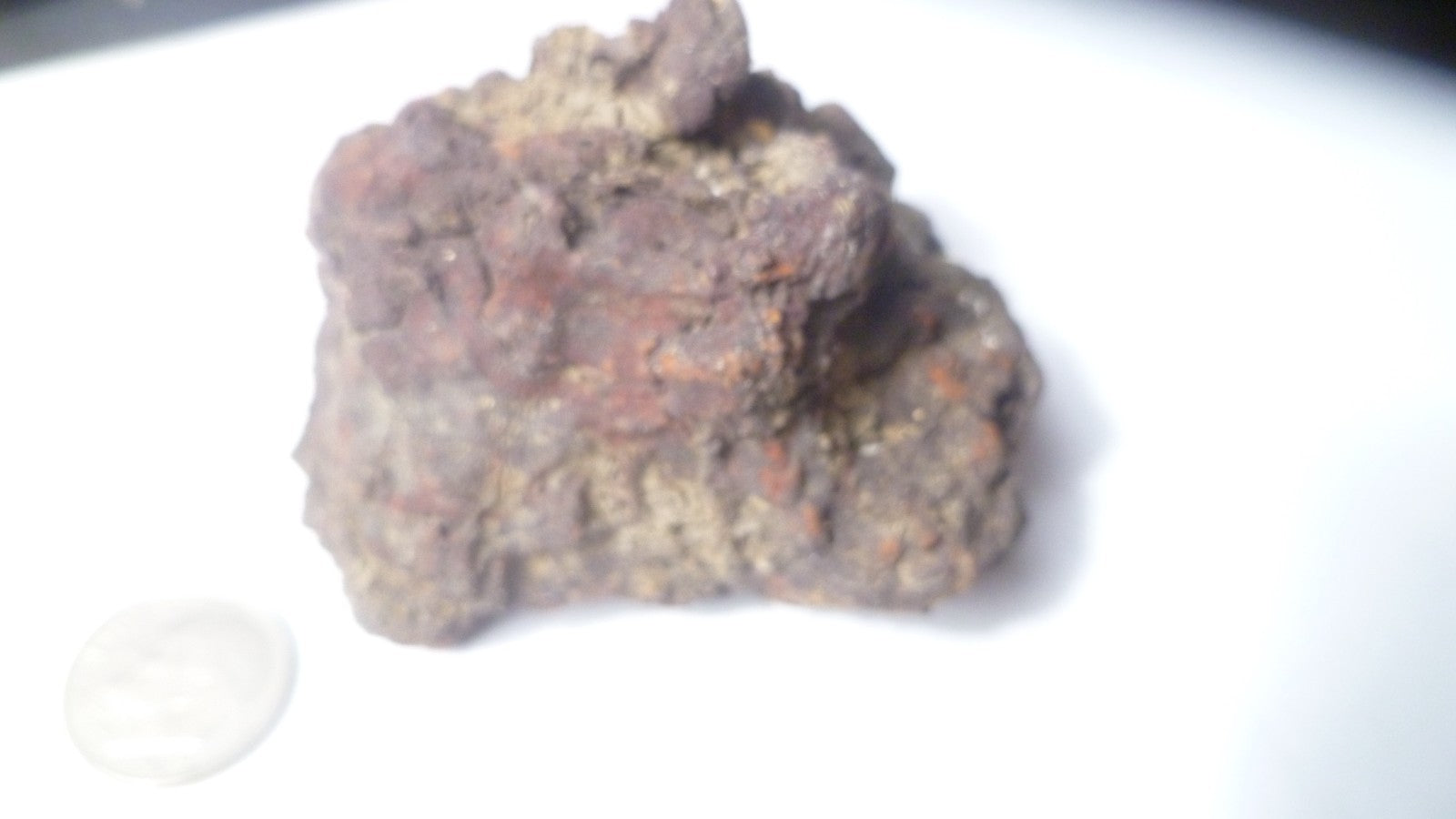 140g Fecal Fossil Dinosaur Coprolite Dung Poop Fossilized Specimen GAG GIFT!