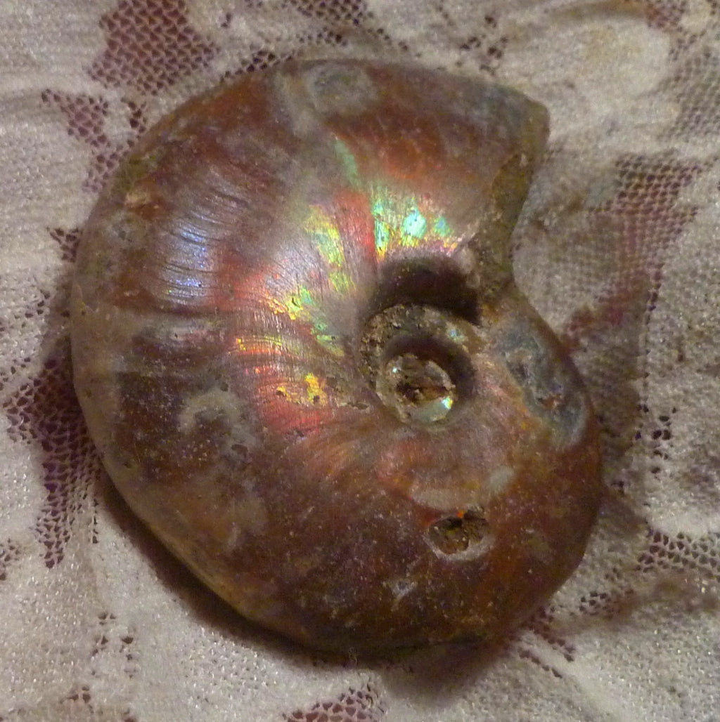 56mm Red, Green AMMONITE FOSSIL 100 million Years Madagascar 49 grams