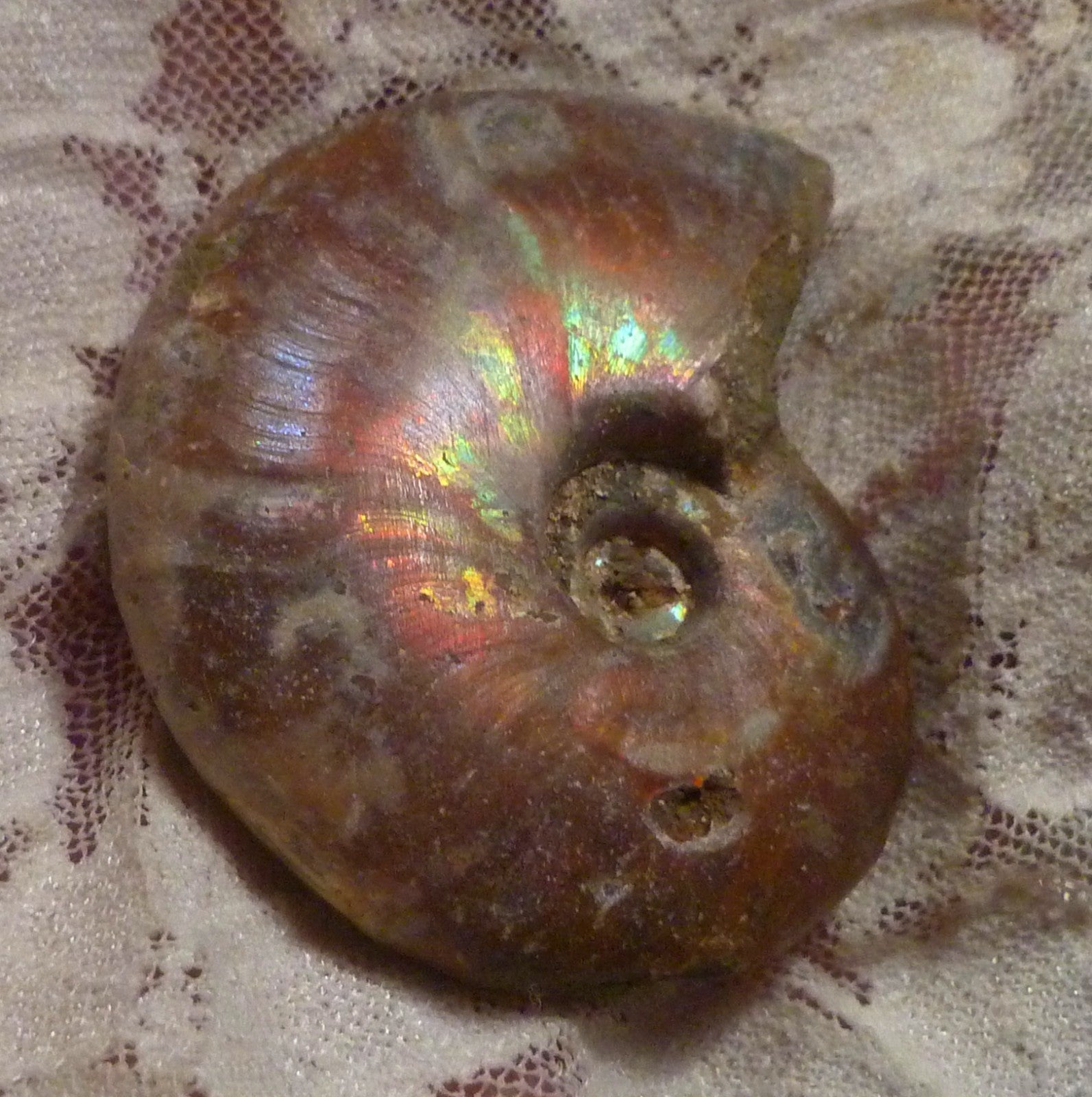 56mm Red, Green AMMONITE FOSSIL 100 million Years Madagascar 49 grams