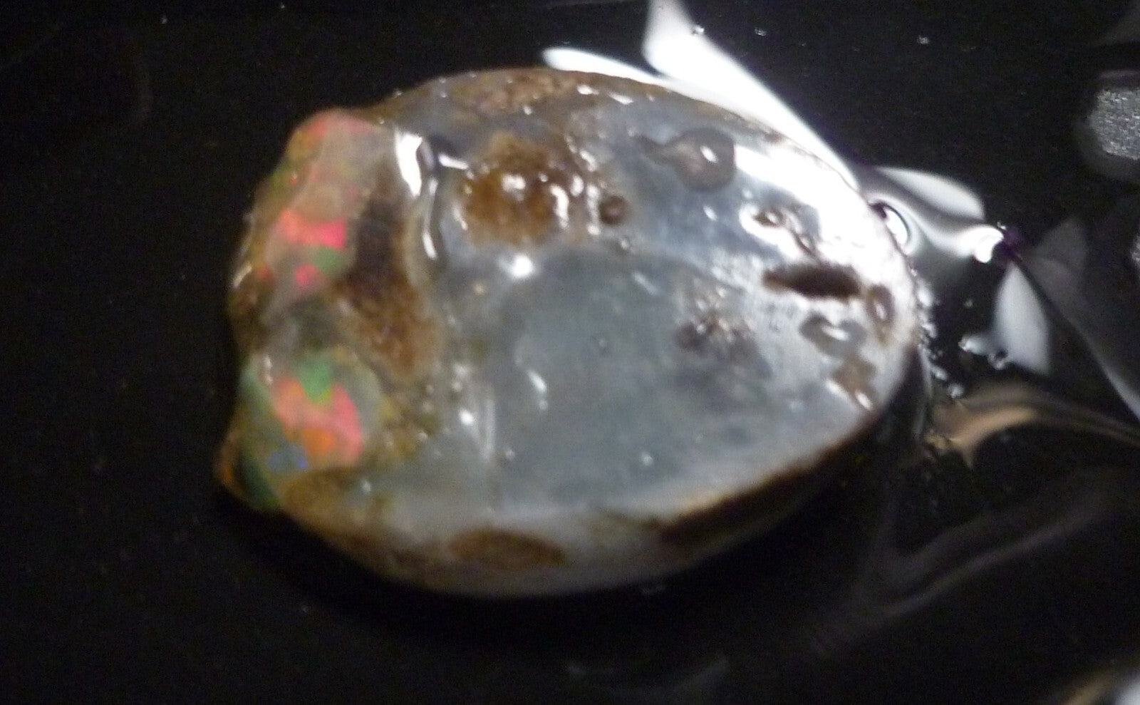 A+ Virgin Valley Precious Opal LOG SLICE Petrified Wood Nevada 20.7 carats!