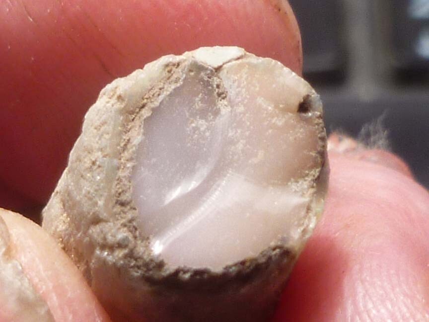 Virgin Valley WHITE PINK Opal Petrified Wood Log Nevada 10 cts