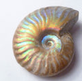 42mm Iridescent AMMONITE FOSSIL Opalized 100 million Years Madagascar