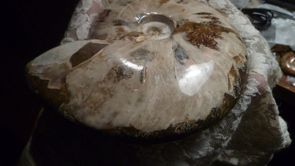 6" Polished AMMONITE FOSSIL W/Smaller in the End 100 MYO Madagascar OLD STOCK