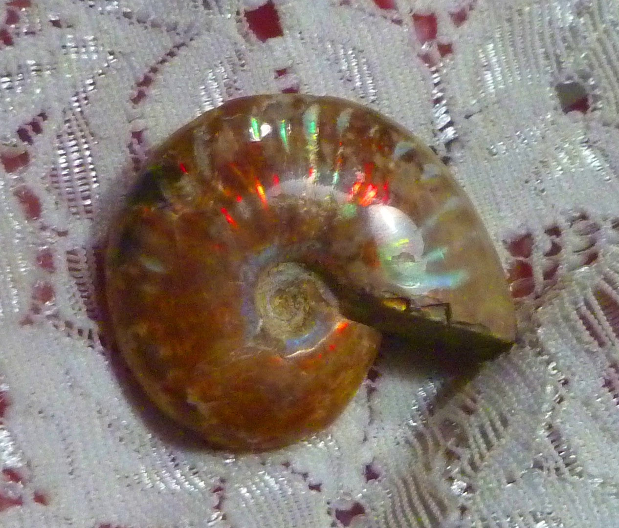 31mm Red Blue GEM QUALITY AMMONITE FOSSIL 100 million Years Madagascar 43cts