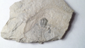 500 Million Year Old! Elrathia TRILOBITE Fossil From Utah