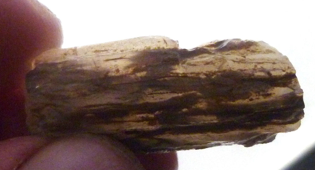 40cts Virgin Valley Opal Petrified Wood Log Specimen Nevada
