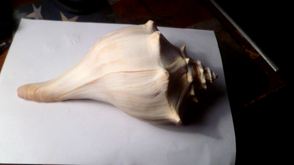 White & Tan Whelk Welk Conch-Like Seashell Shell - Big 6.5” Long -2.75”Tall