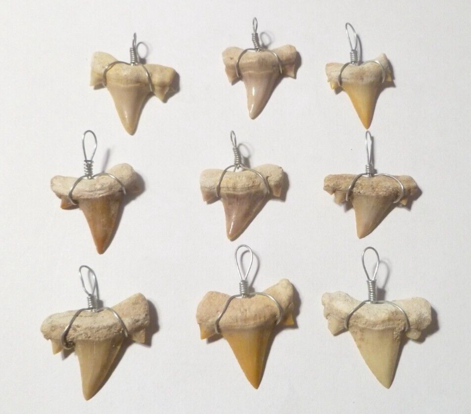 ONE OTODUS TOOTH REAL A+ SHARK FOSSIL PENDANT MEGALODON EXTINCT ANCESTOR RELIC