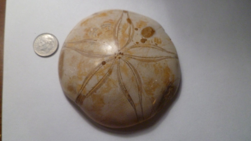 Excellent Sand dollar Clypeasteroid Fossil Perfect Polished Star 3 & 1/4"