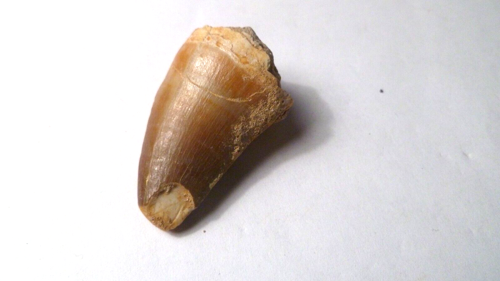 Fossil Mosasaur Tooth reptiles Cretaceous Morocco 42x25mm