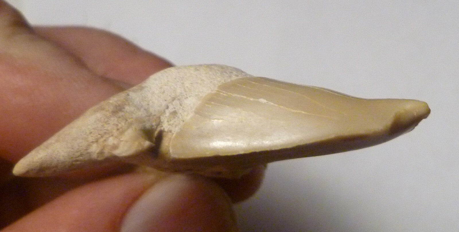 Pathological Deformed Natural Otodus Fossil SHARK TOOTH Teeth! RARE