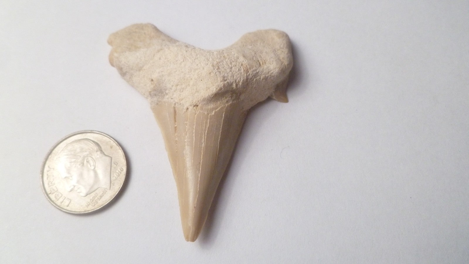 53mm  Otodus Obliquus SHARP Shark Fossil Tooth Specimen Oued Zem Morocco