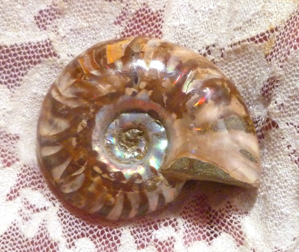 39mm Red Blue Center AMMONITE FOSSIL Opalized 100 million Years Madagascar