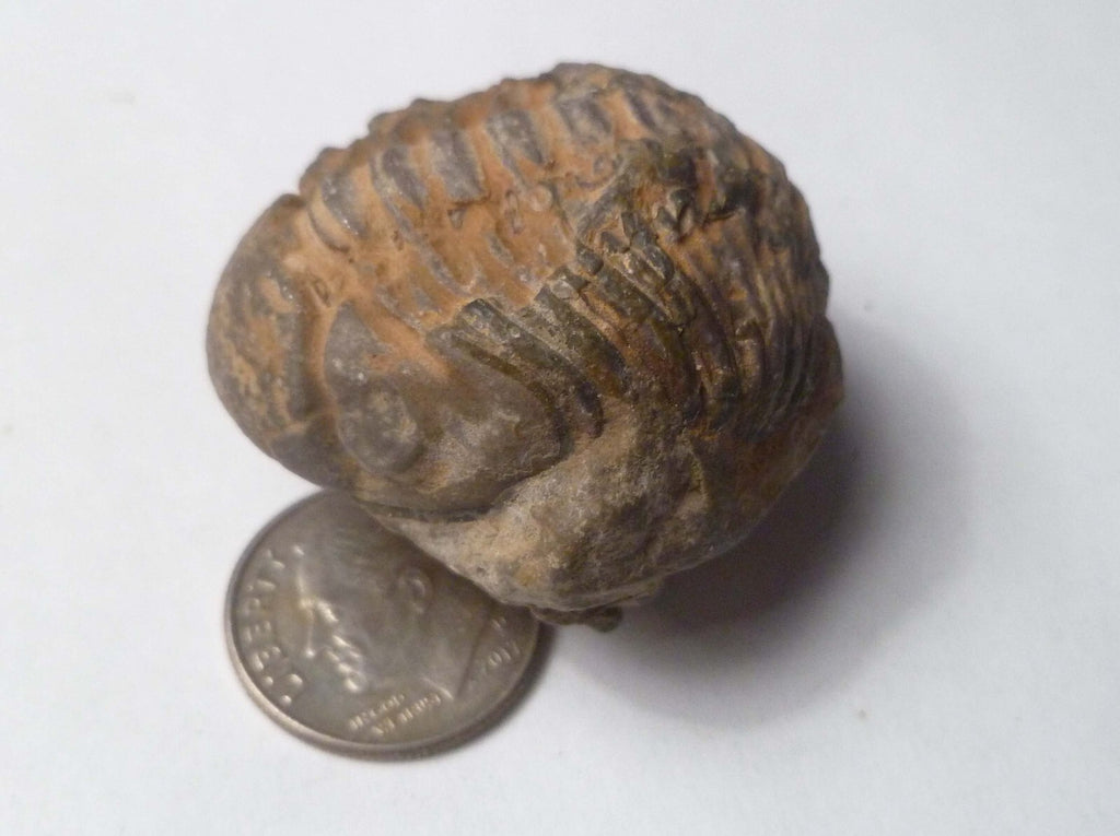 400 Million Year Old Trilobite Fossil, from Morocco 37mm