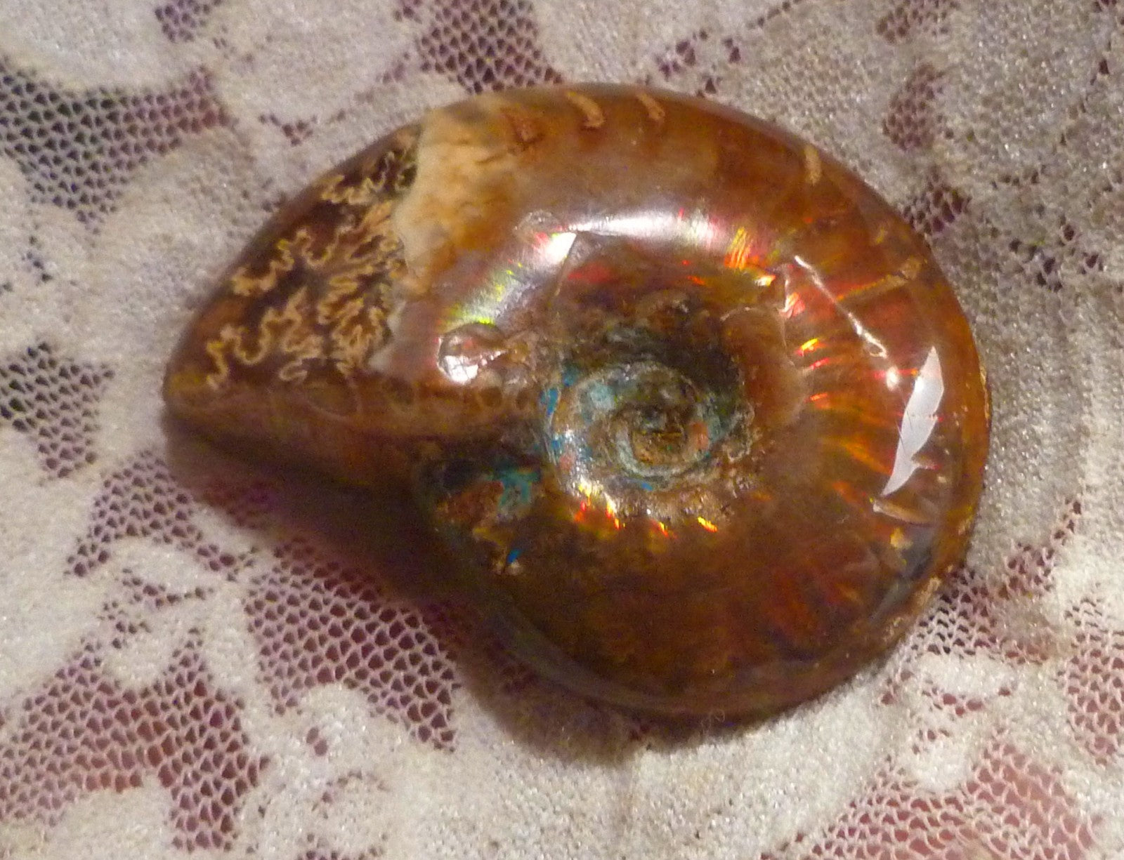 44mm Red QUALITY AMMONITE FOSSIL 100 million Years Madagascar 129.4cts