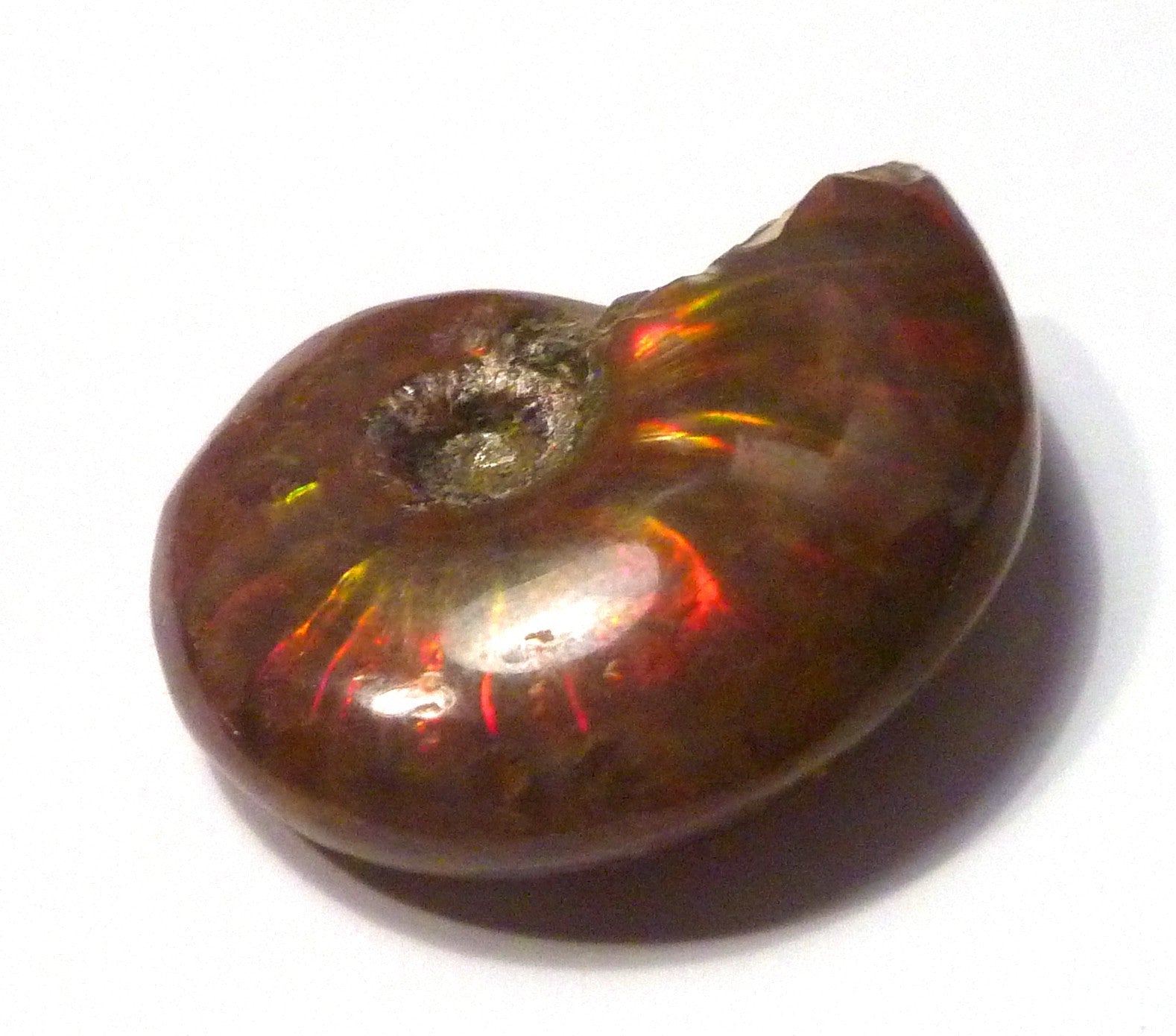 30mm Red GEM QUALITY AMMONITE FOSSIL 100 million Years Madagascar 48cts