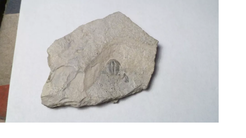 500 Million Year Old! Elrathia TRILOBITE Fossil From Utah