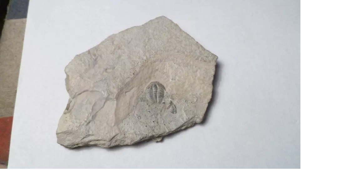 500 Million Year Old! Elrathia TRILOBITE Fossil From Utah
