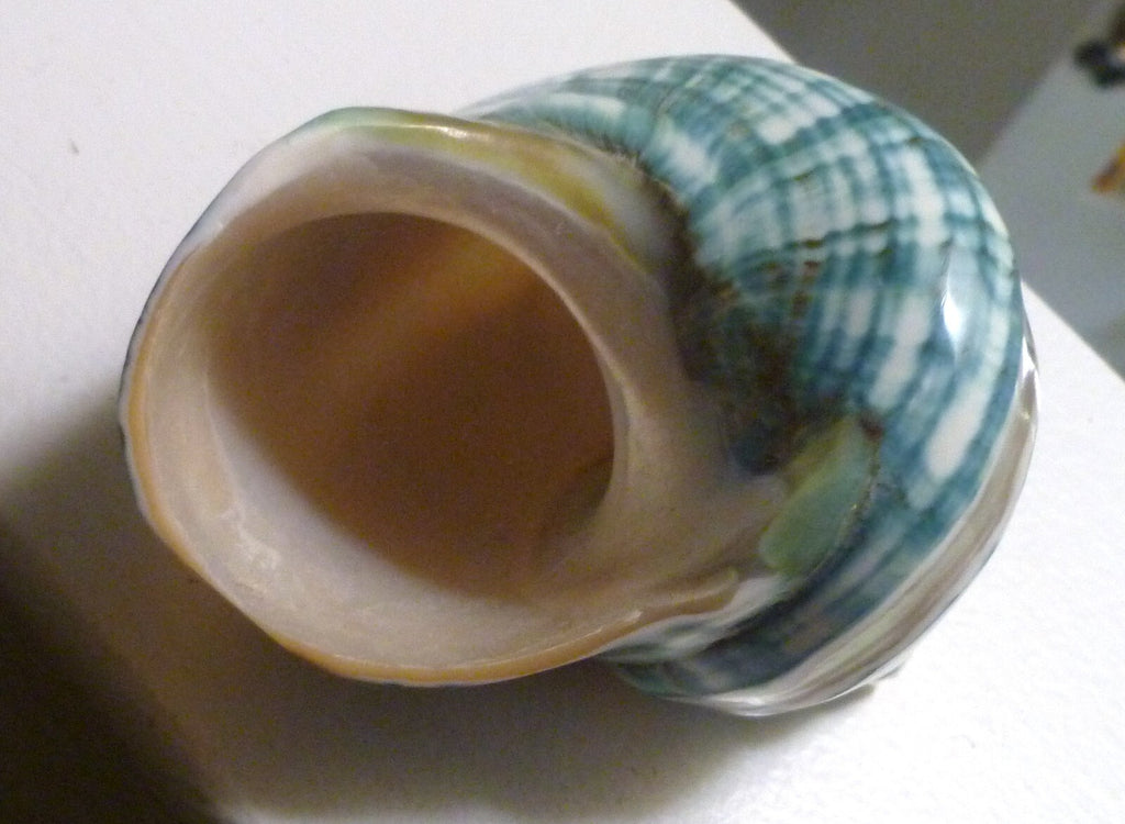 4" Green Banded Turbo Seashell Polished Mother of Pearl Iridescent Home Decor