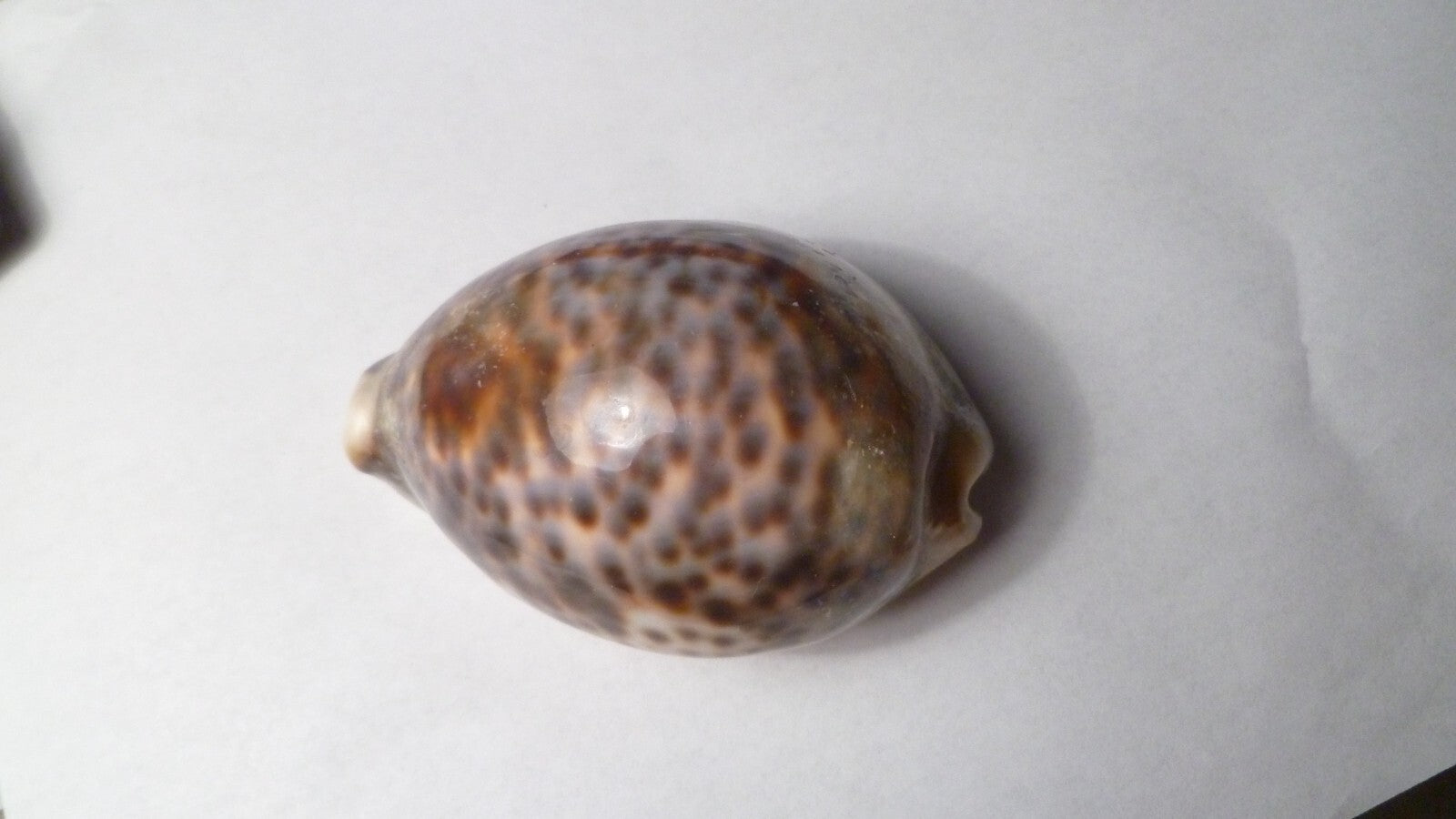 Vintage Beautiful Tiger Cowrie Cypraea Tigris Leopard Pattern Seashell  3.5”
