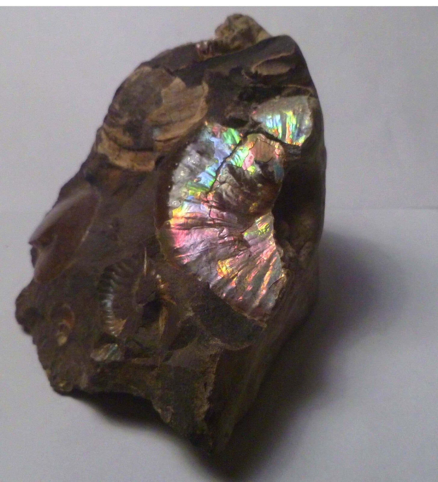 LOTS of fossils! Iridescent Ammonite Ammolite Fossil Discus South Dakota Matrix