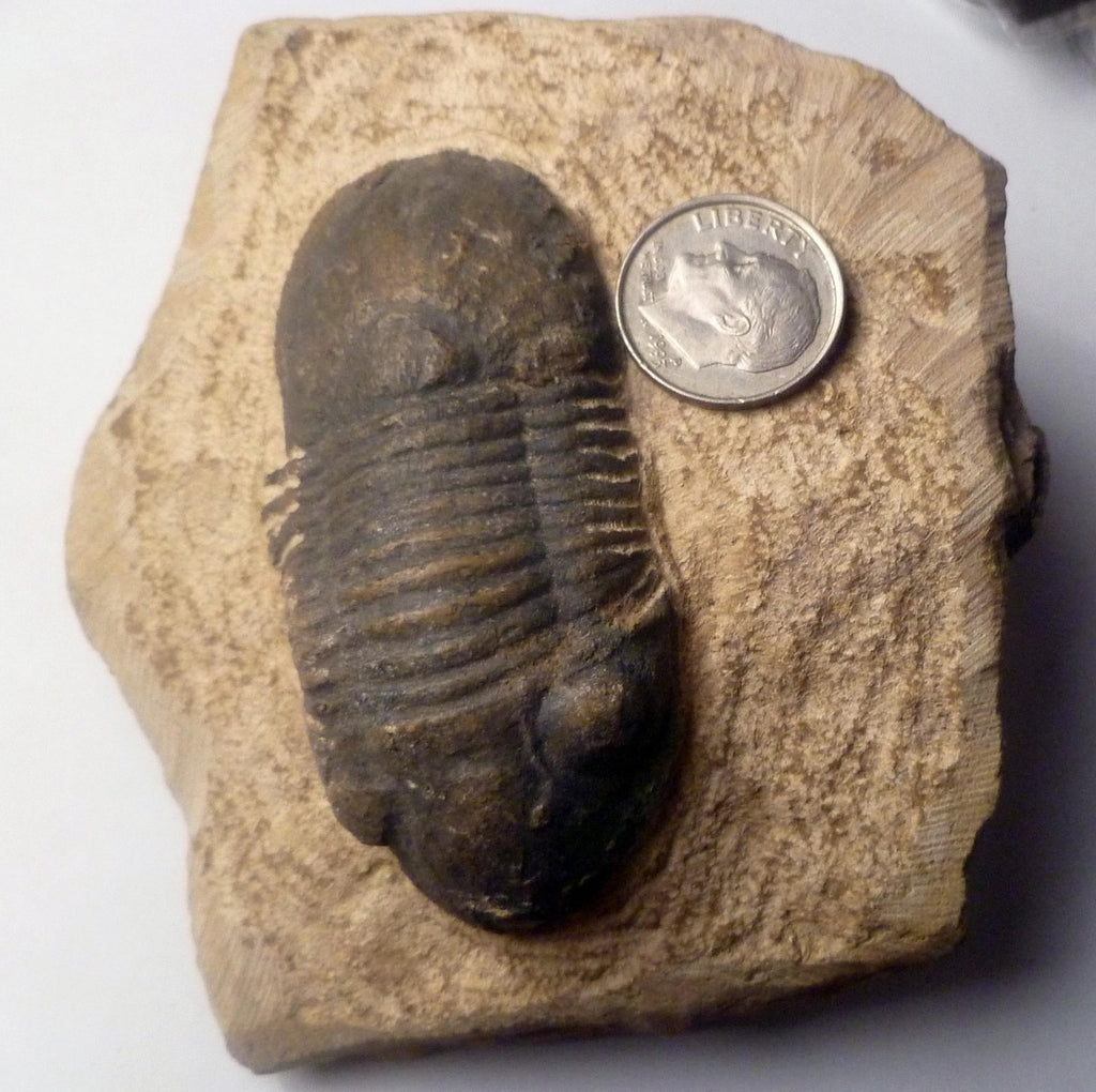 74mm Quality Reedops Trilobite Fossil From The Devonian of Morocco