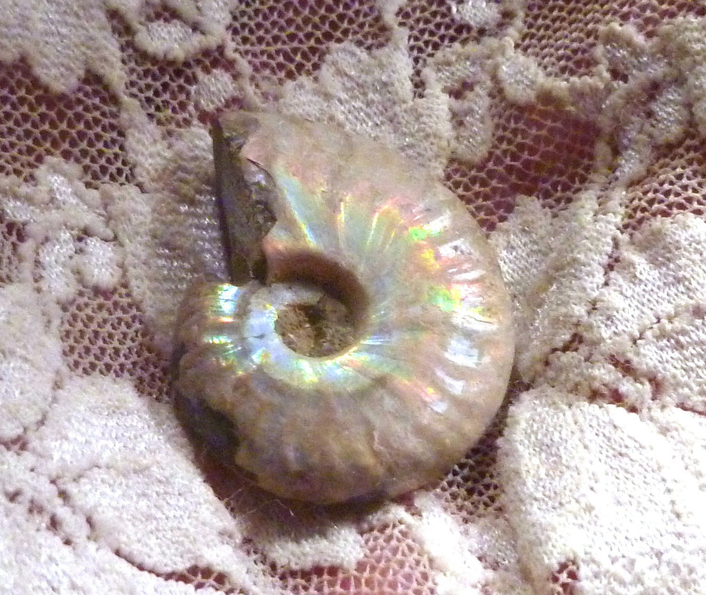 30mm Iridescent AMMONITE FOSSIL Opalized 100 million Years Madagascar