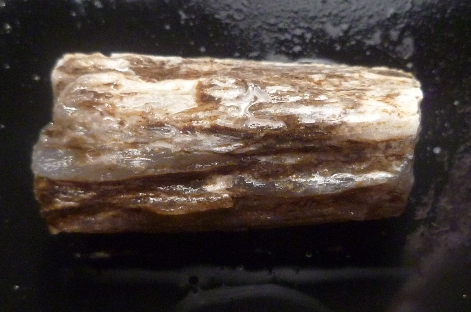 40cts Virgin Valley Opal Petrified Wood Log Specimen Nevada