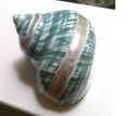4" Banded Turbo Seashell Polished Mother of Pearl Iridescent Home Decor Beach