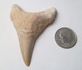 2.25" Otodus Obliquus SHARP Shark Fossil Tooth Specimen Oued Zem Morocco