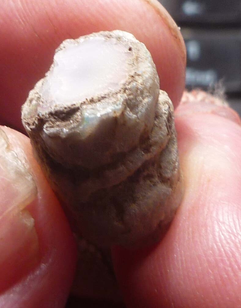 Virgin Valley WHITE PINK Opal Petrified Wood Log Nevada 10 cts
