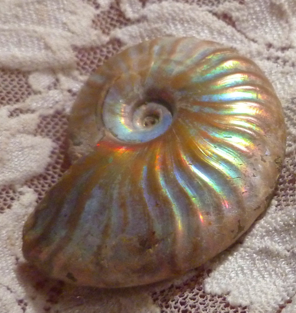 42mm Iridescent AMMONITE FOSSIL Opalized 100 million Years Madagascar
