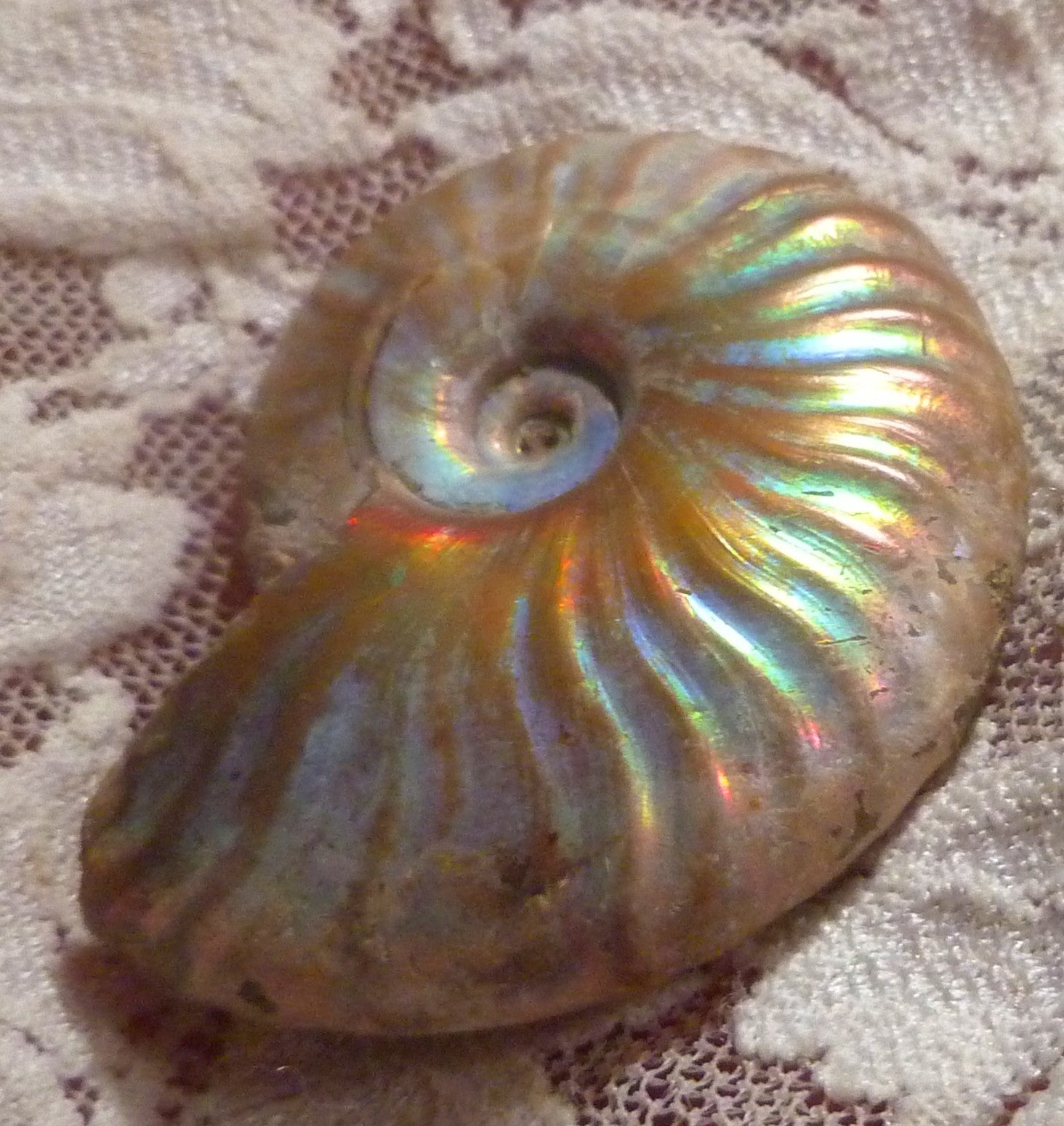 42mm Iridescent AMMONITE FOSSIL Opalized 100 million Years Madagascar