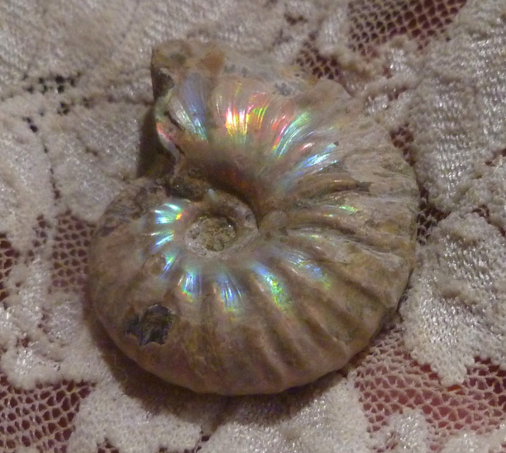 34mm Iridescent AMMONITE FOSSIL Opalized 100 million Years Madagascar