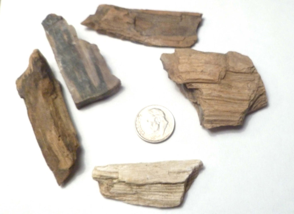Lot 5 Nice Woodworthia Petrified Wood NE AZ 60 grams