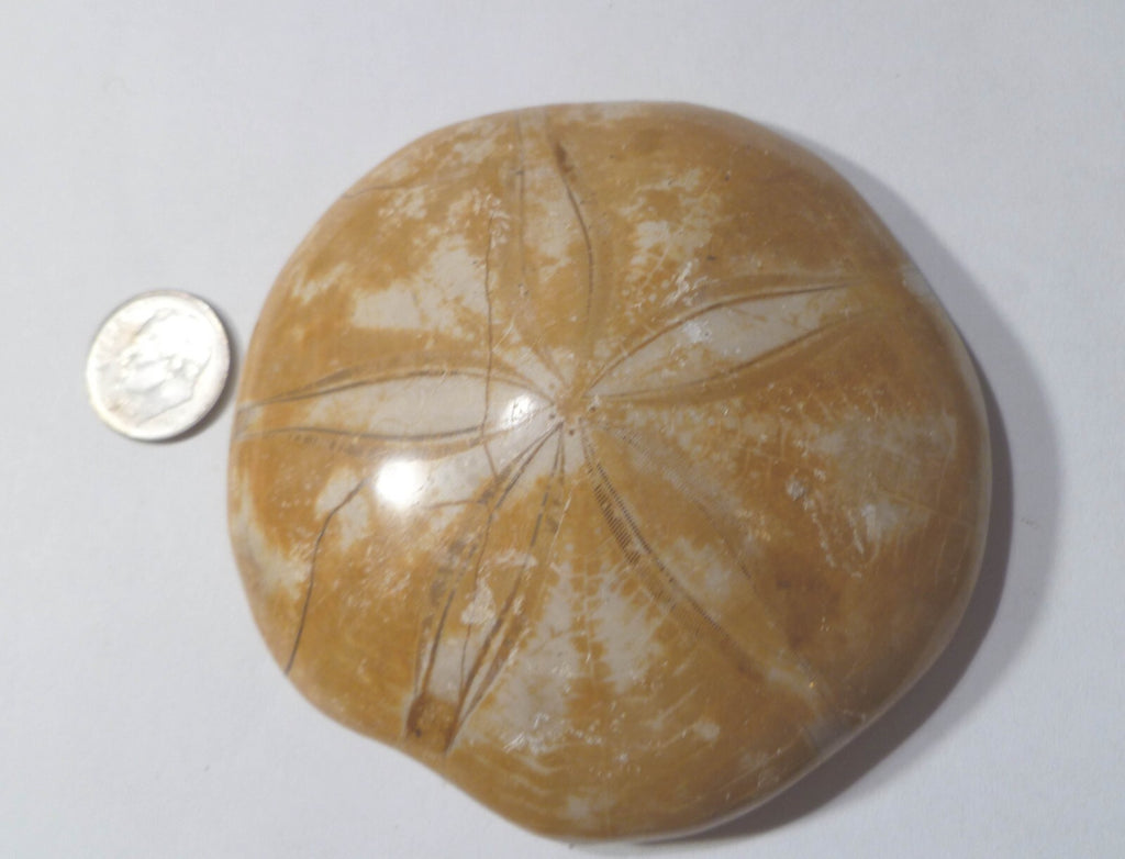 Excellent Clypeasteroid Fossil Perfect Star Sand dollar 3 & 1/8"