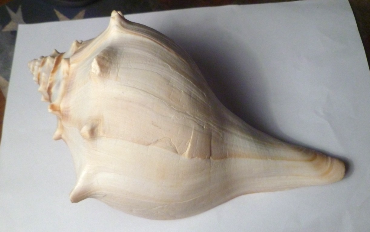 White & Tan Whelk Welk Conch-Like Seashell Shell - Big 6.5” Long -2.75”Tall