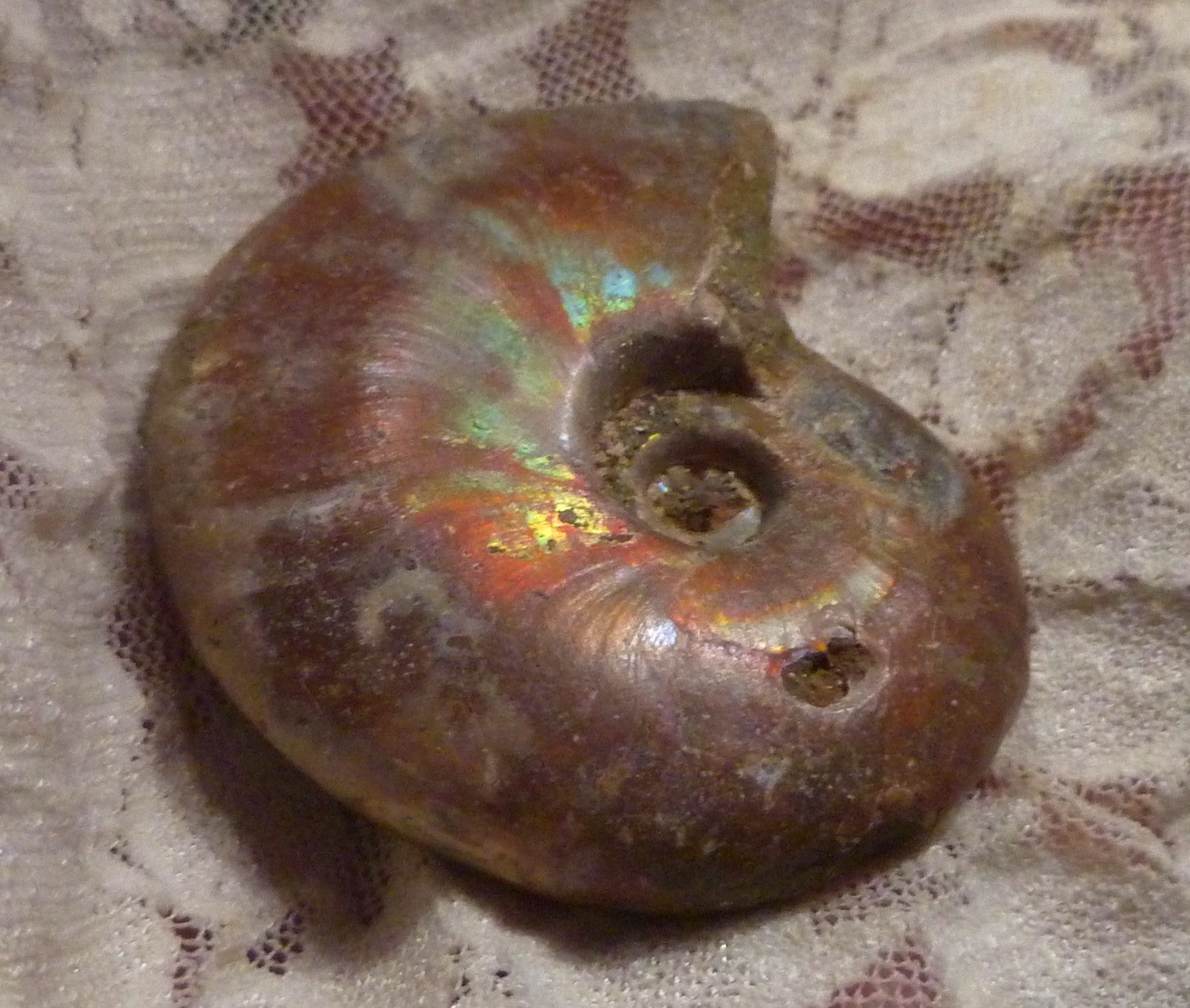 56mm Red, Green AMMONITE FOSSIL 100 million Years Madagascar 49 grams