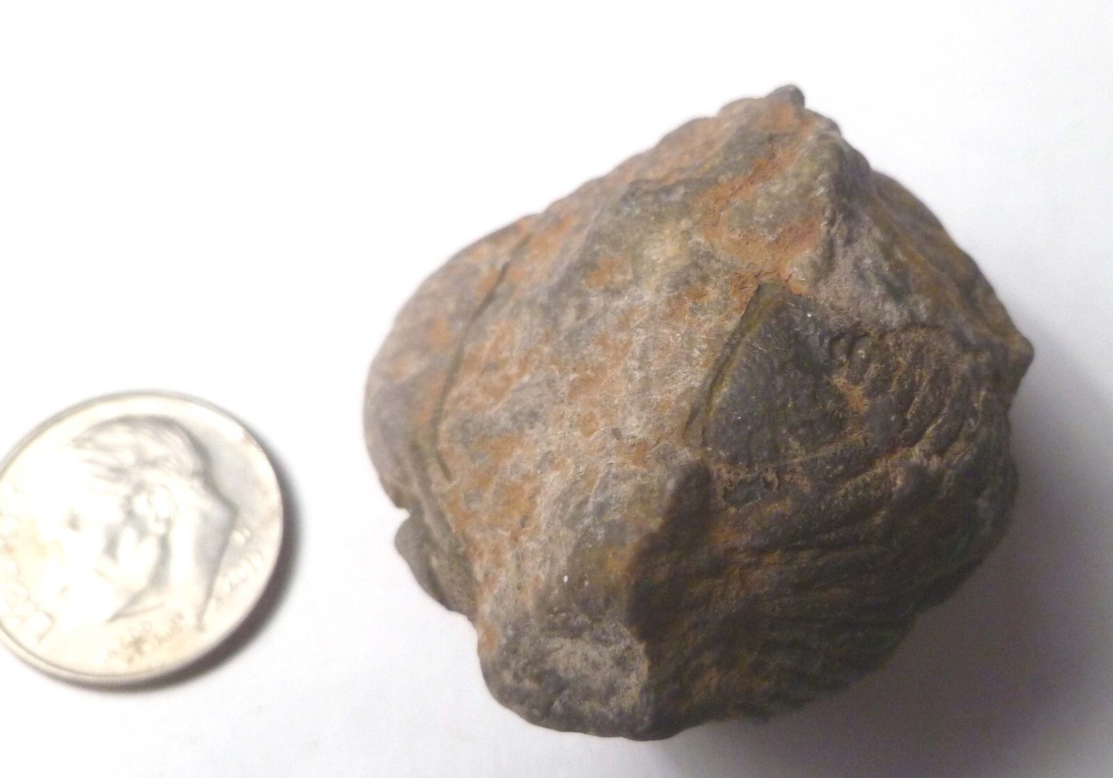 400 Million Year Old Trilobite Fossil, from Morocco 37mm