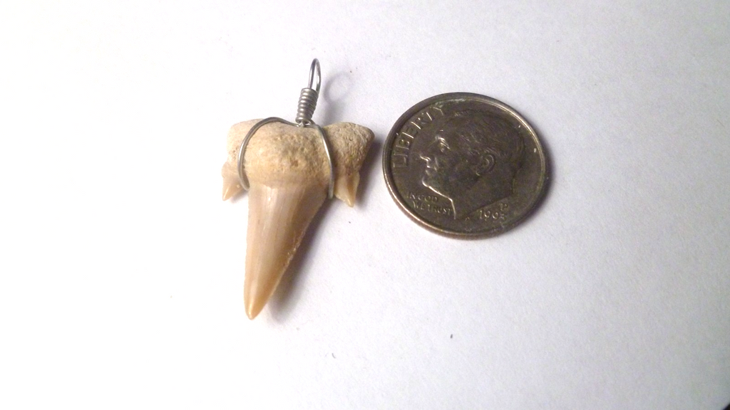 OTODUS TOOTH REAL A+ SHARK FOSSIL PENDANT MEGALODON EXTINCT ANCESTOR RELIC