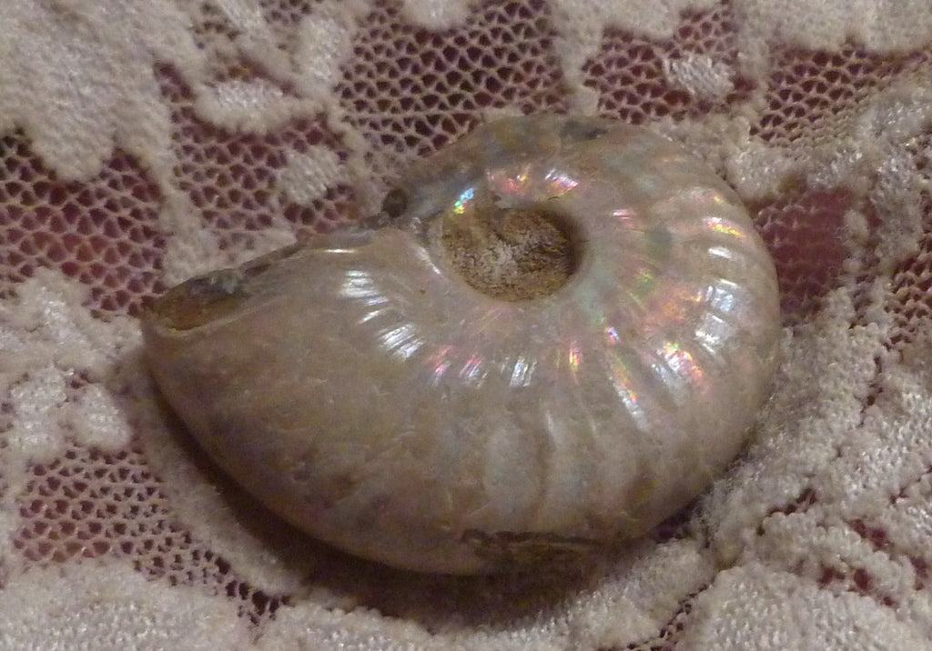 30mm Iridescent AMMONITE FOSSIL Opalized 100 million Years Madagascar