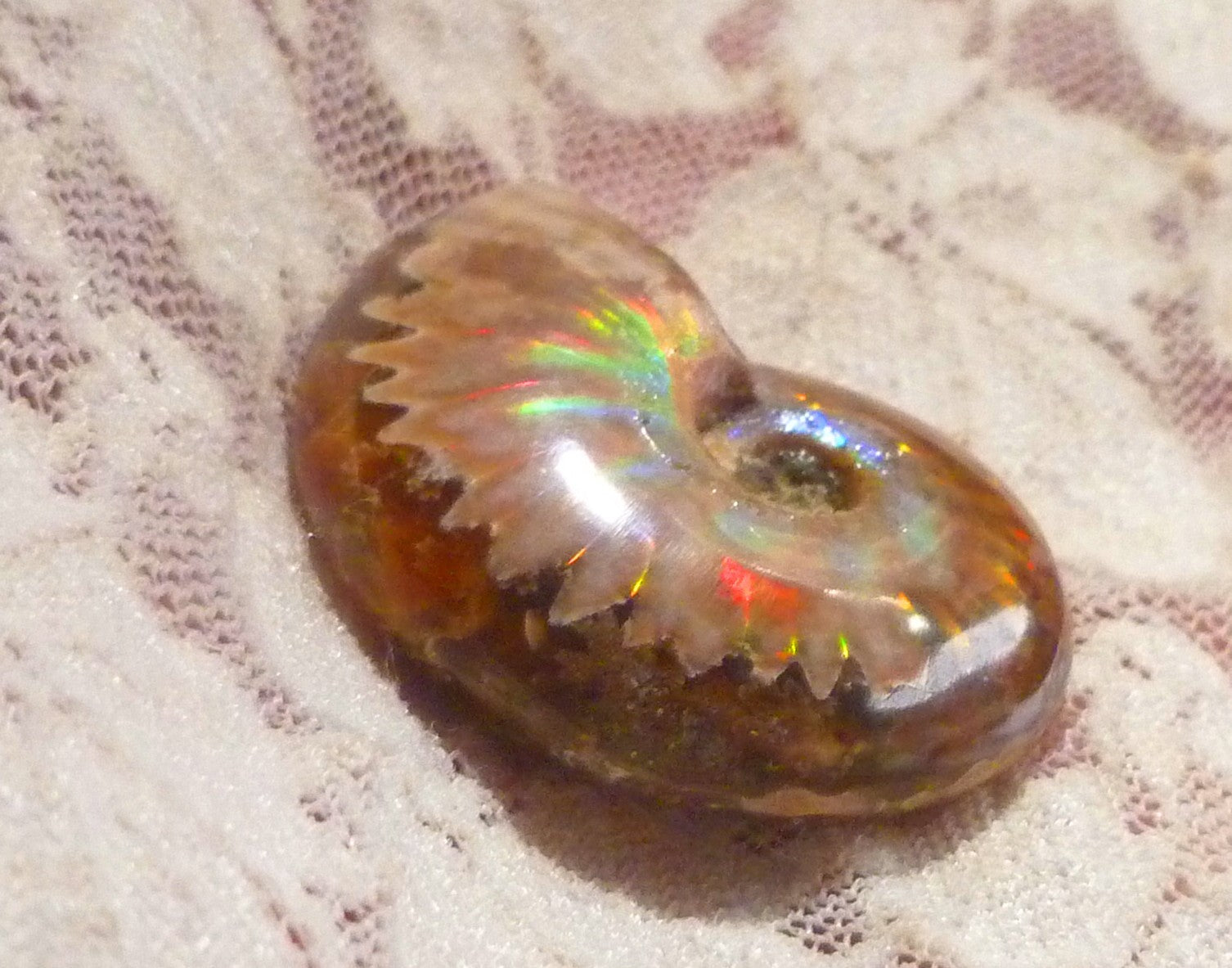 35mm Red GEM QUALITY AMMONITE FOSSIL 100 million Years Madagascar 69cts